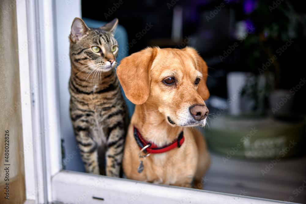 Cat and dog at window